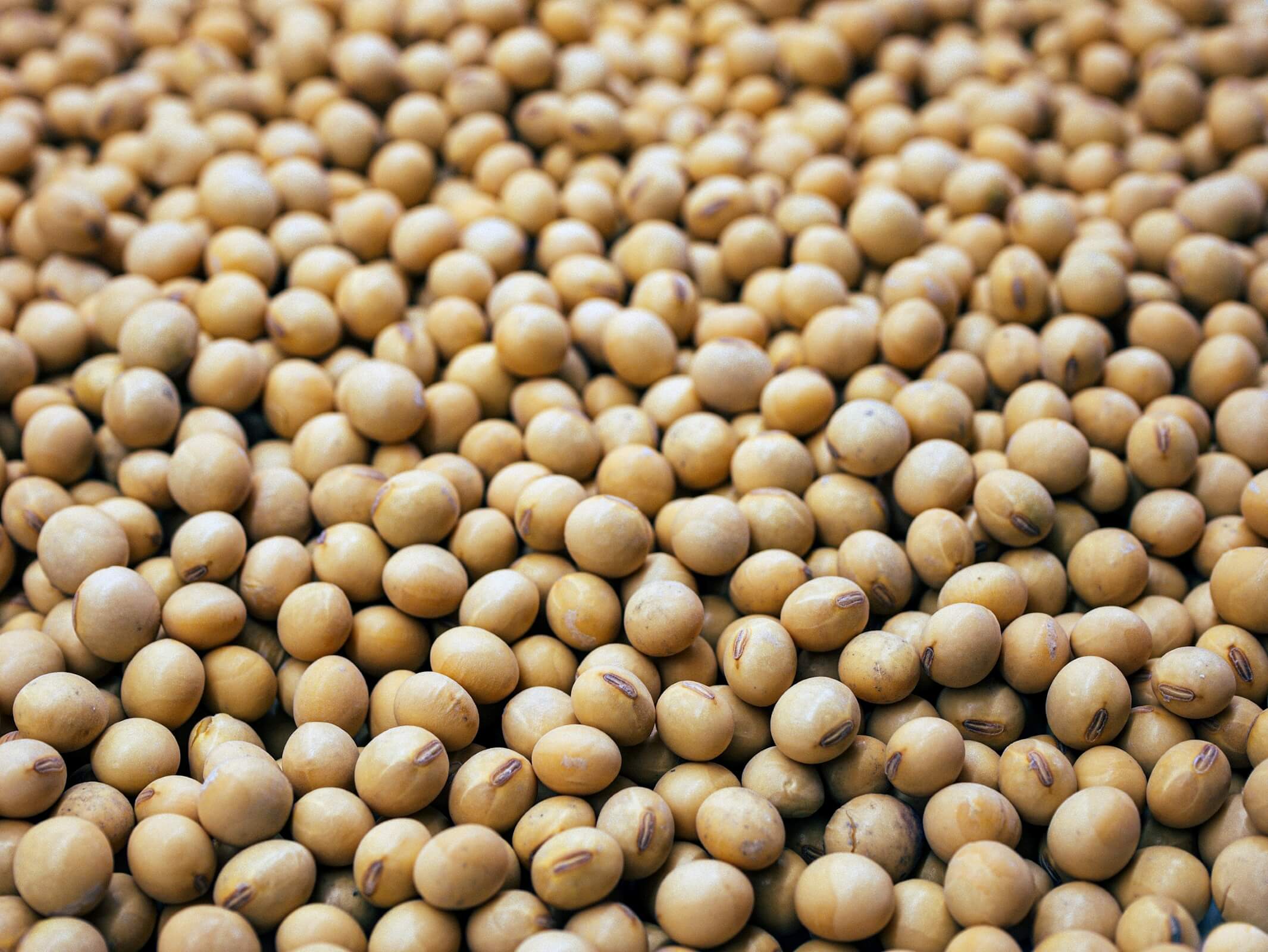 Oleaginosas de exportación